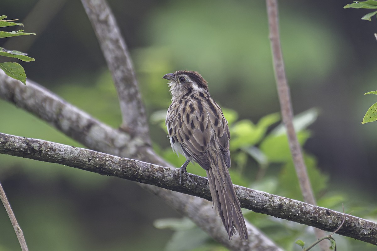 Striped Cuckoo - ML620238575