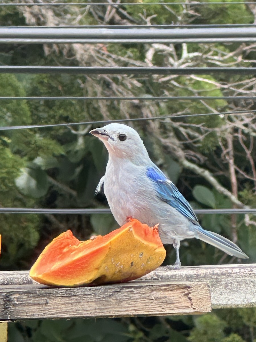 Blue-gray Tanager - ML620238578