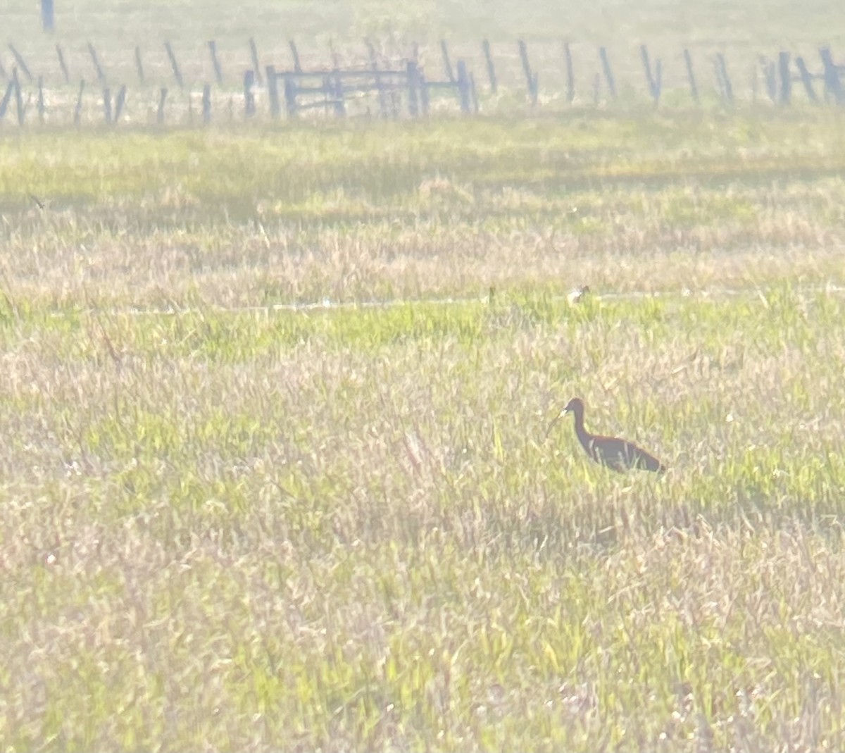 White-faced Ibis - ML620238581