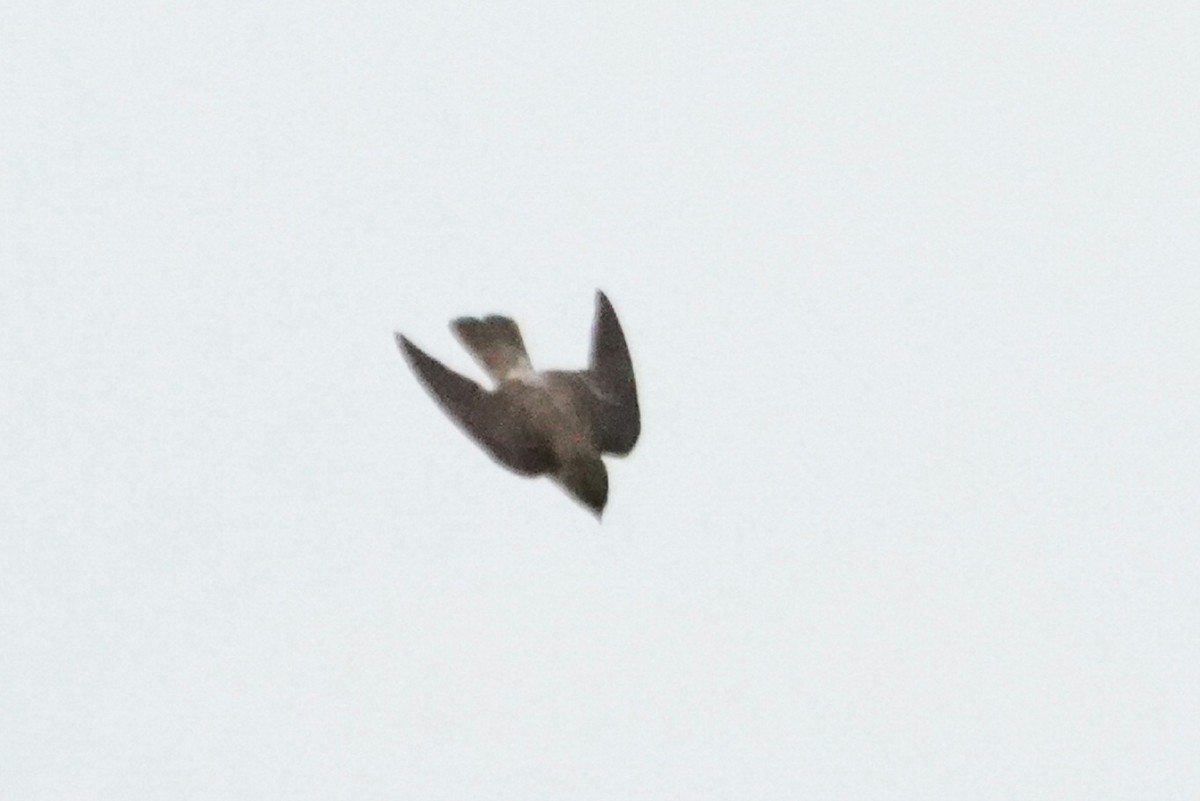 Southern Rough-winged Swallow - ML620238584