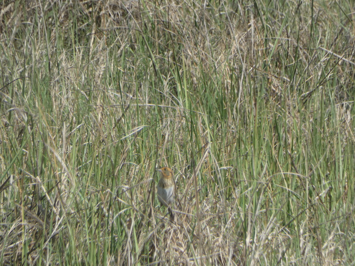 Nelson's Sparrow - ML620238590