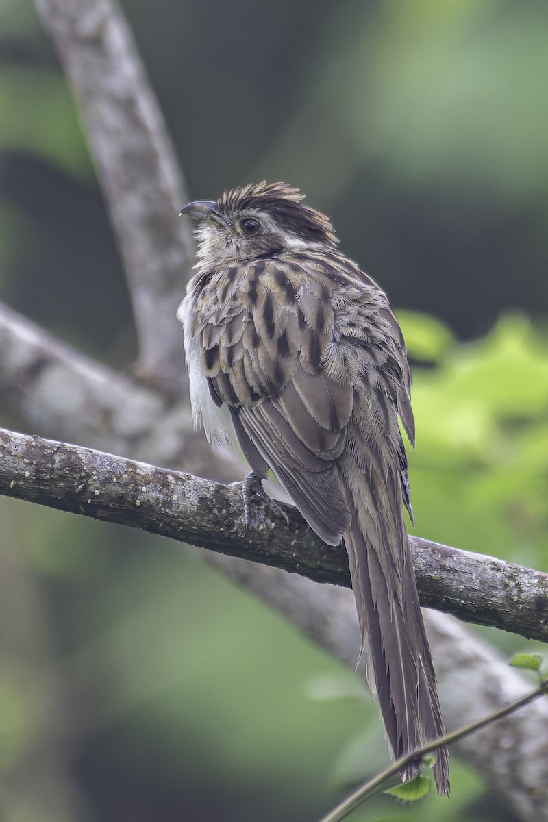 Striped Cuckoo - ML620238597