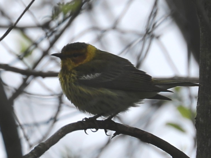 Cape May Warbler - ML620238609