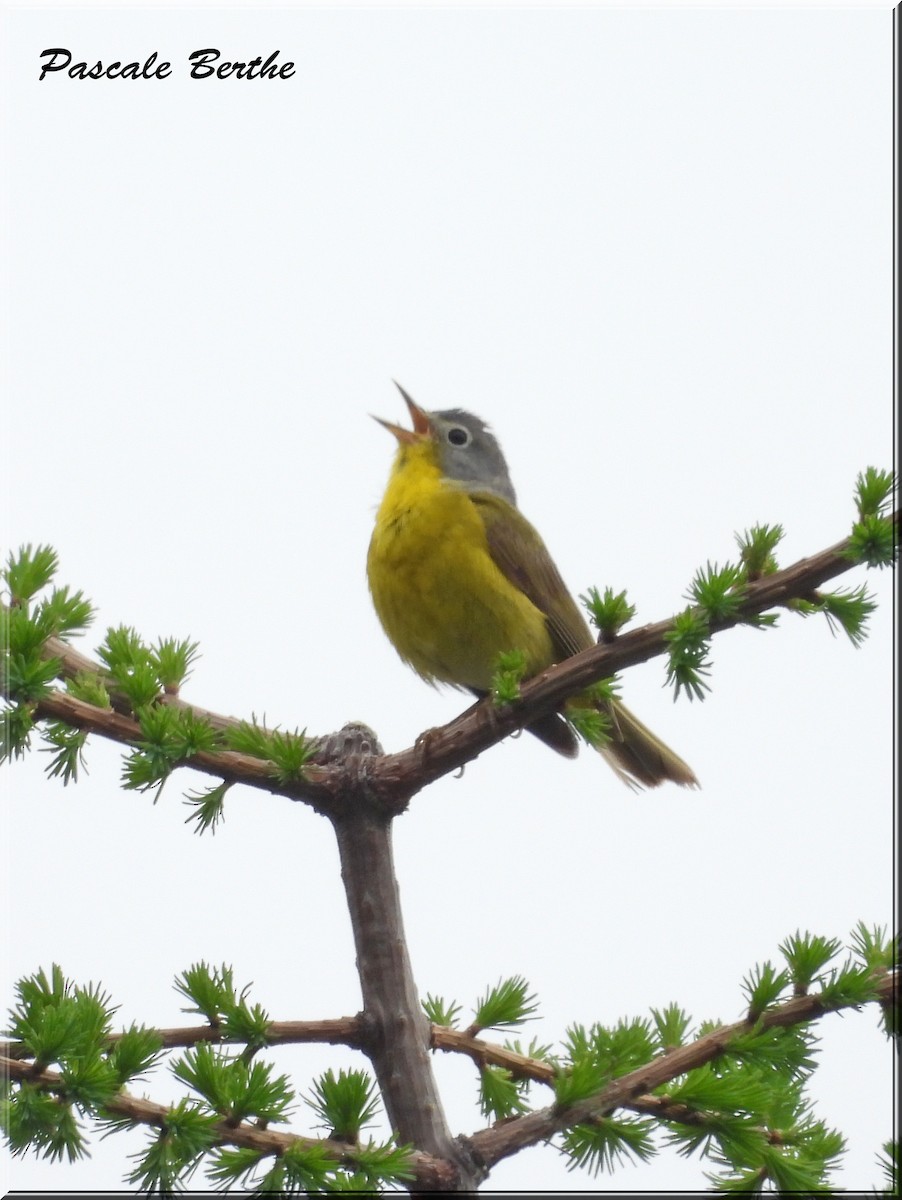 Nashville Warbler - ML620238611