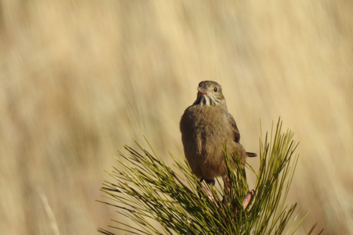 Great Shrike-Tyrant - ML620238620