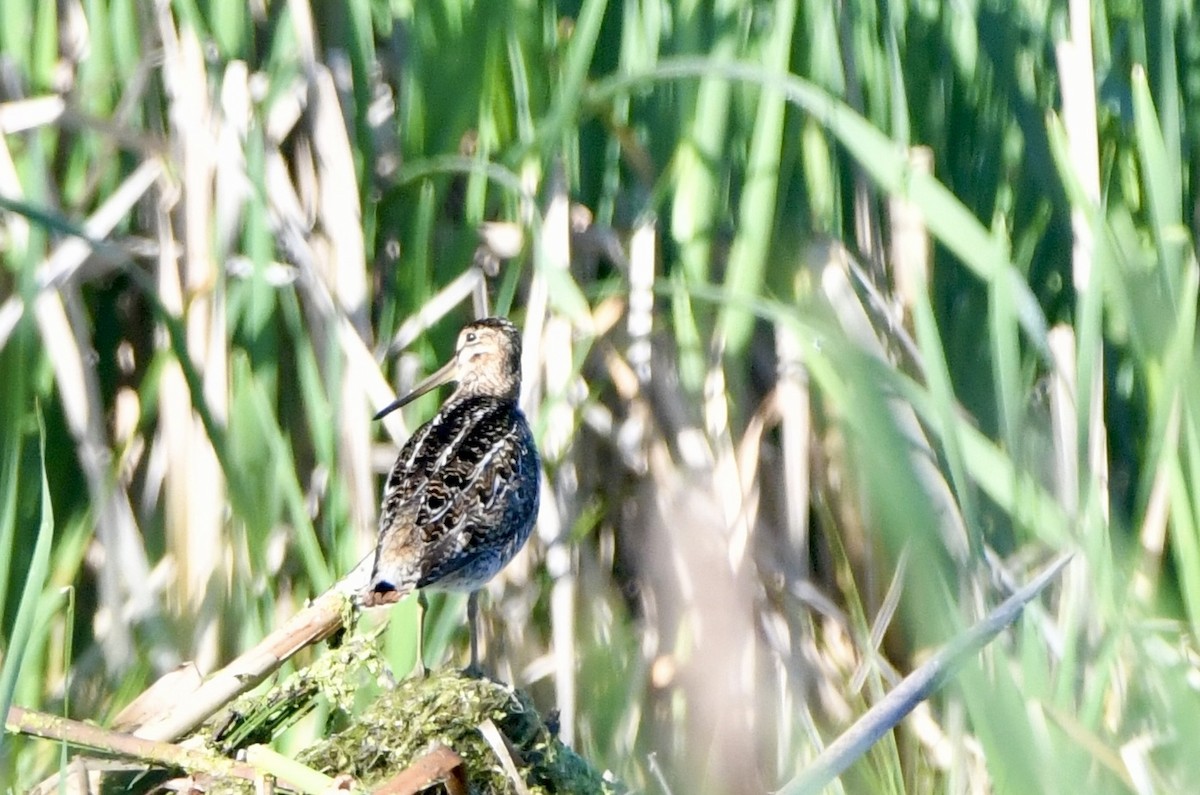 Wilson's Snipe - ML620238631