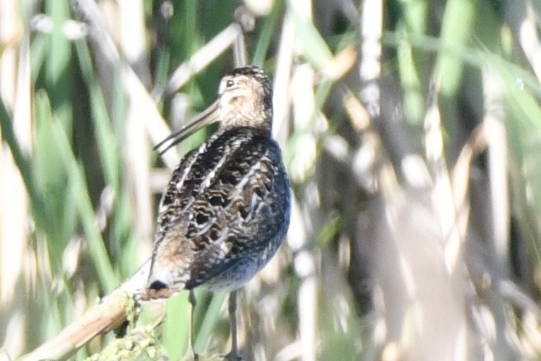 Wilson's Snipe - ML620238632