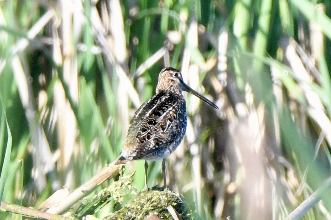 Wilson's Snipe - ML620238633