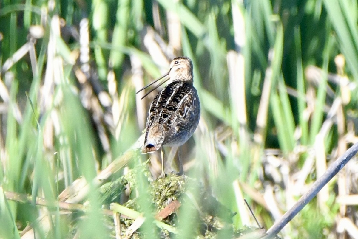 Wilson's Snipe - ML620238634