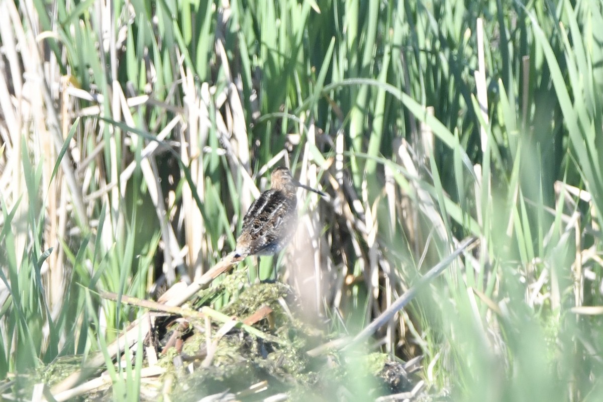 Wilson's Snipe - ML620238635