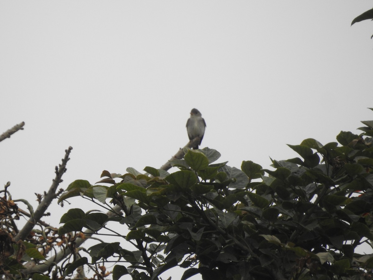 Eastern Wood-Pewee - ML620238638