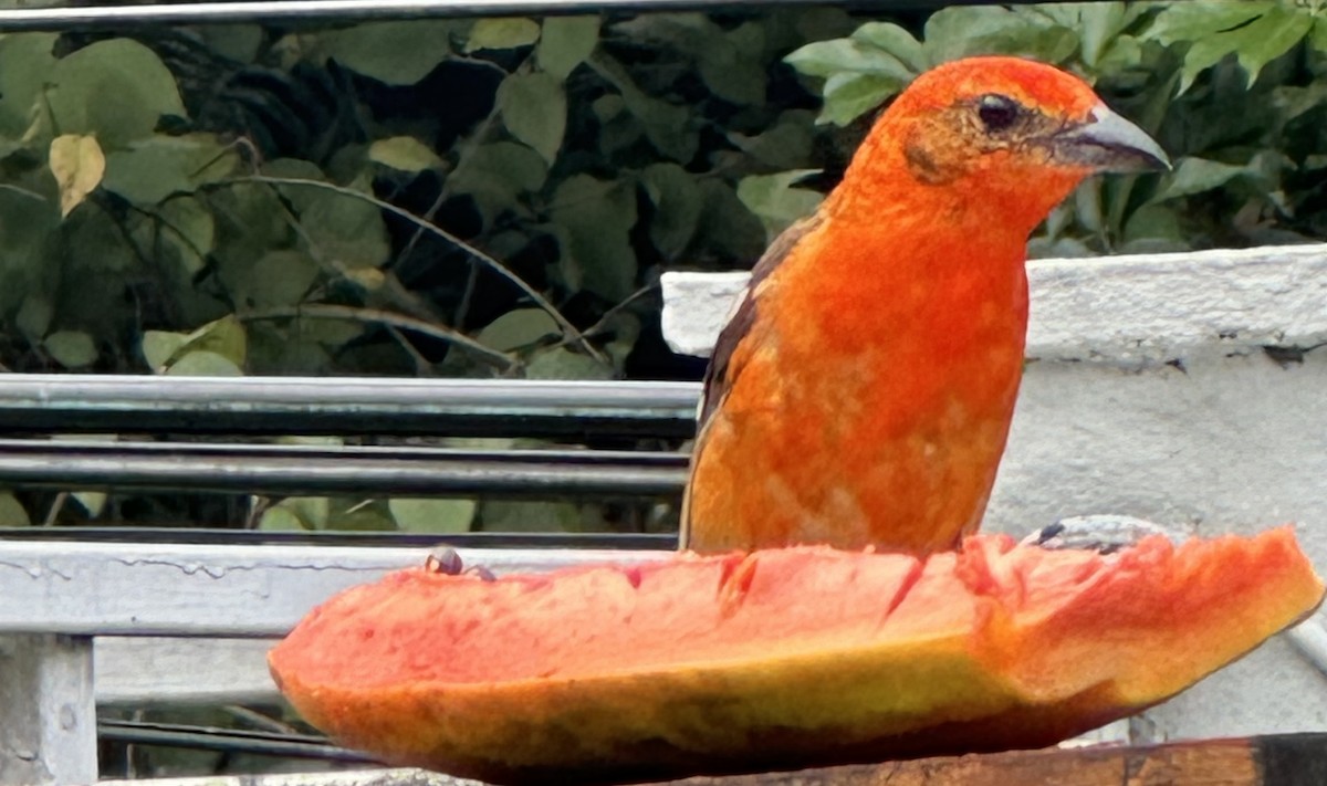 Flame-colored Tanager - ML620238649