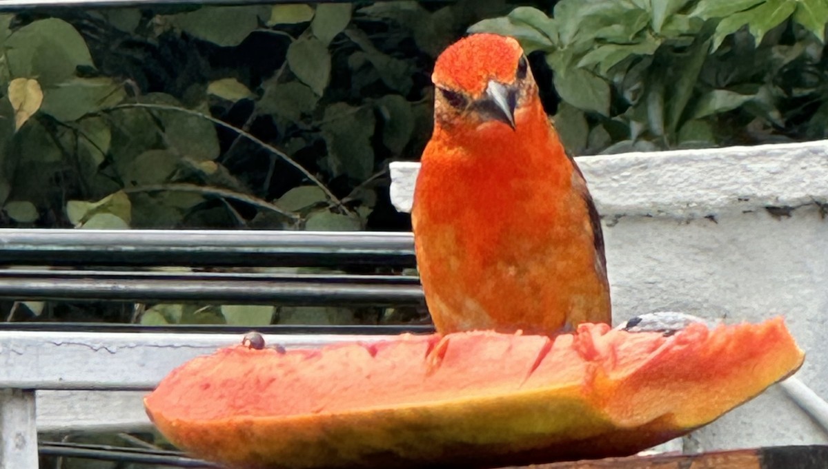 Flame-colored Tanager - ML620238651