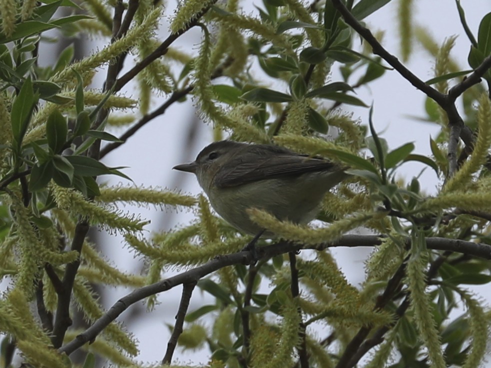 Warbling Vireo - ML620238654