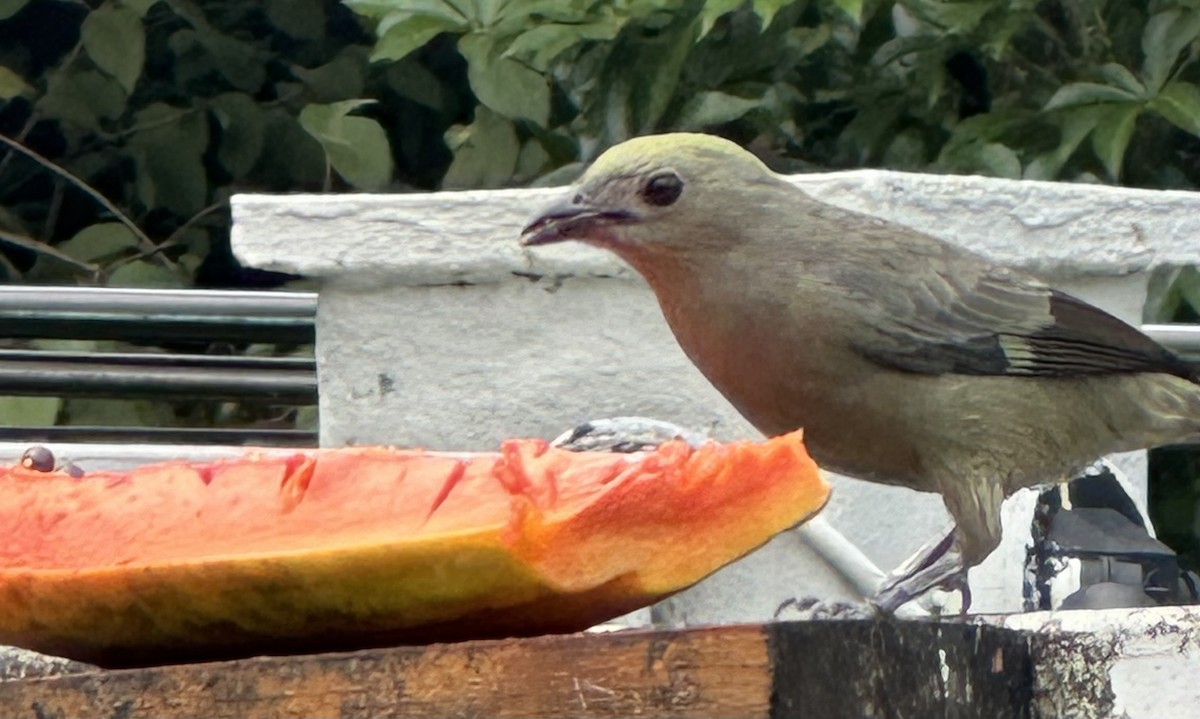 Palm Tanager - ML620238655