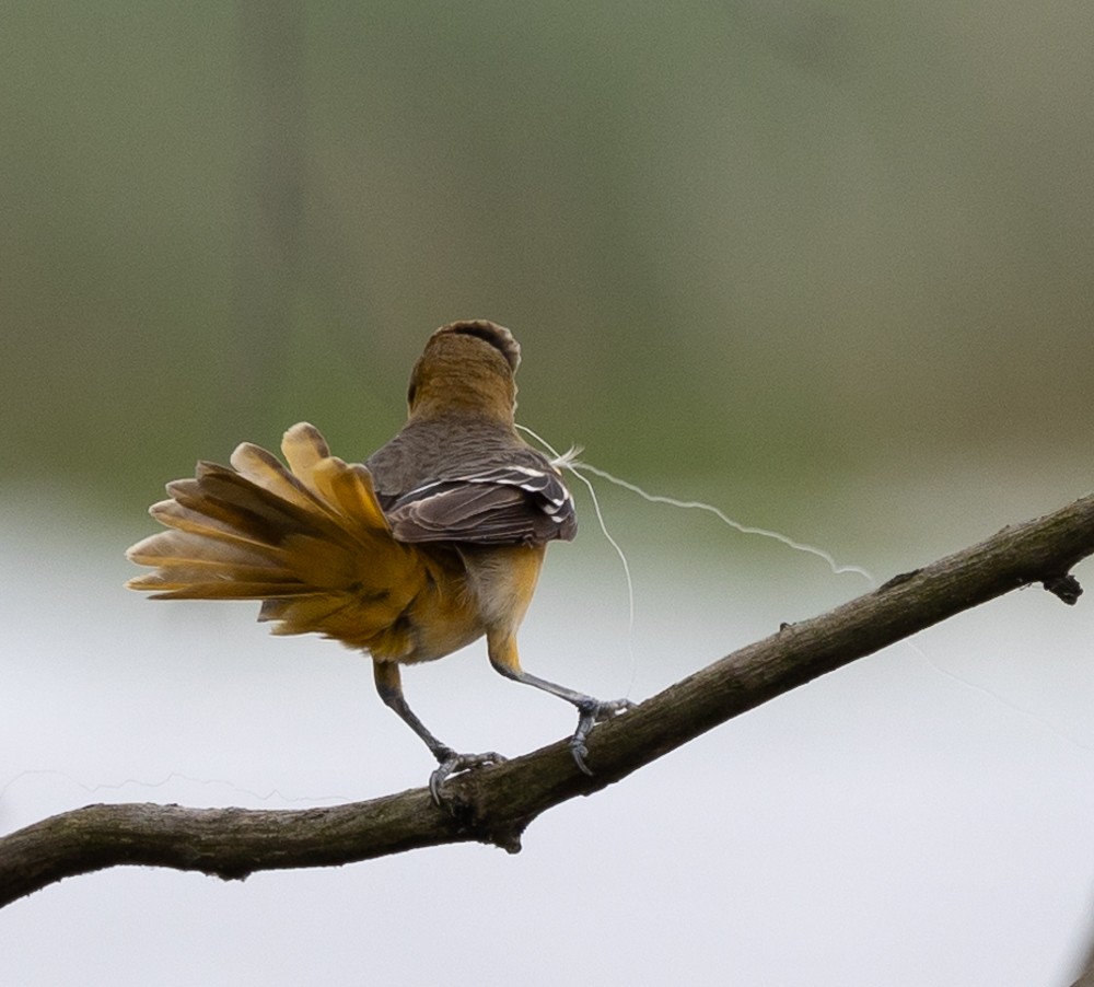 Baltimore Oriole - ML620238660