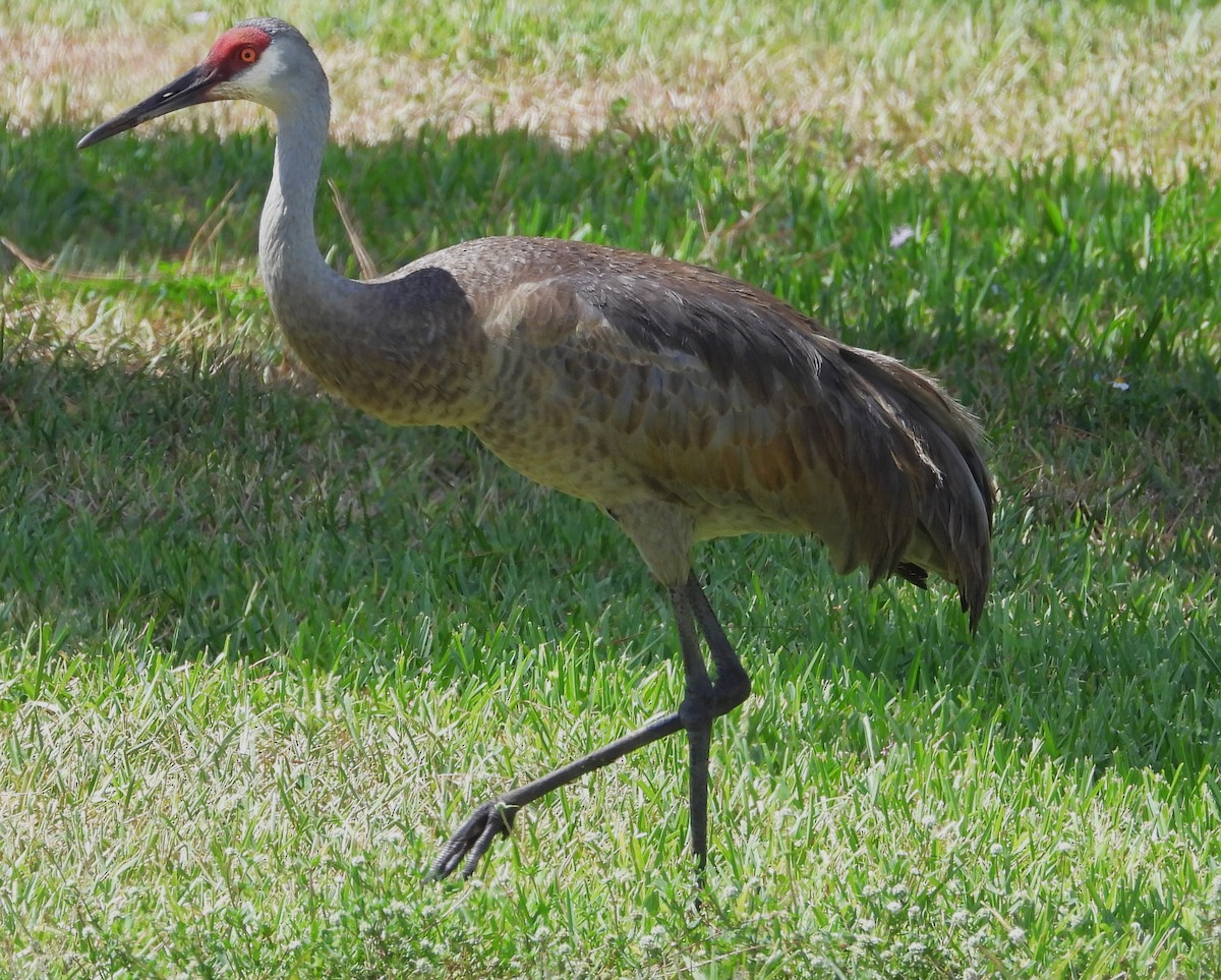 Sandhill Crane - ML620238664