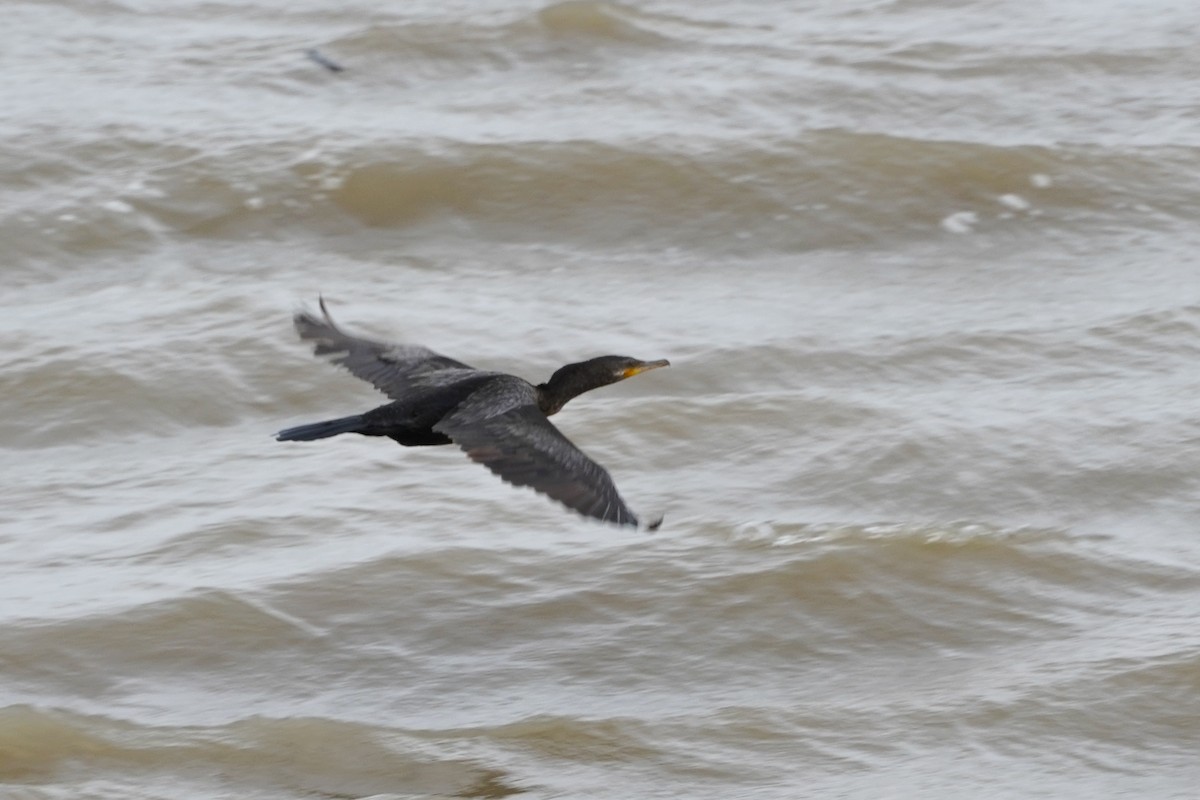 Neotropic Cormorant - ML620238670