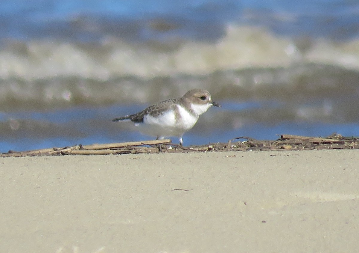Two-banded Plover - ML620238676