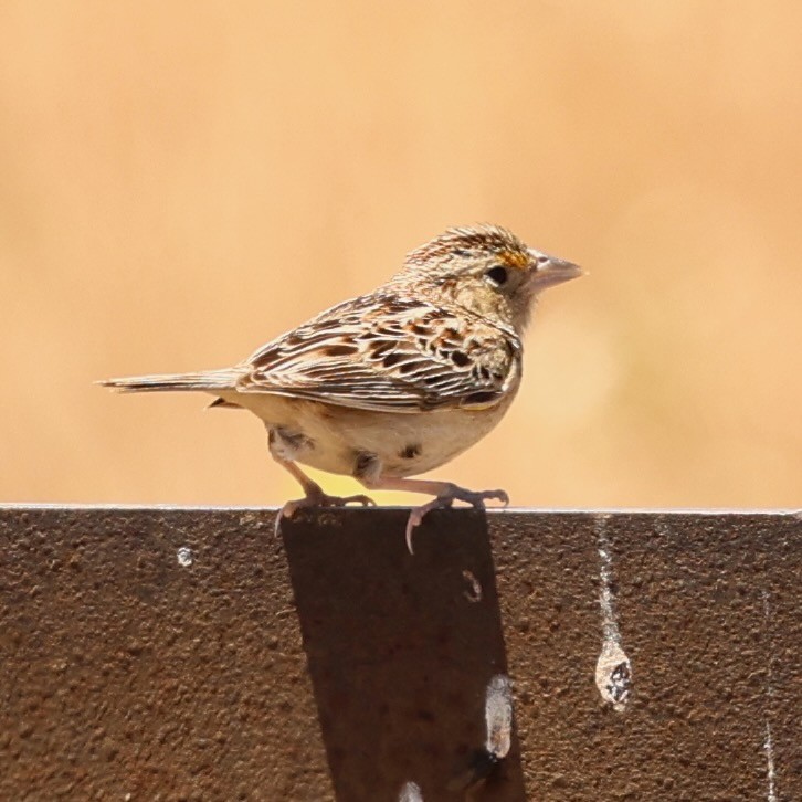 Grasshopper Sparrow - ML620238689