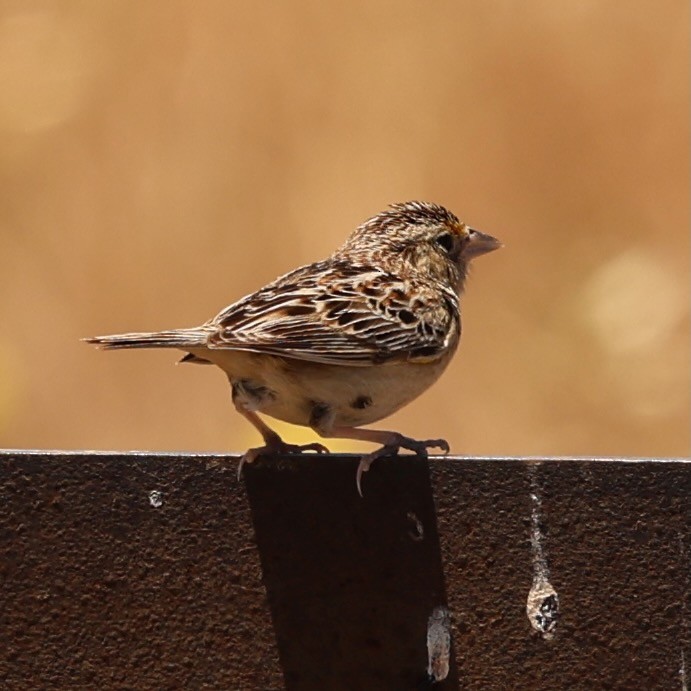 Grasshopper Sparrow - ML620238690