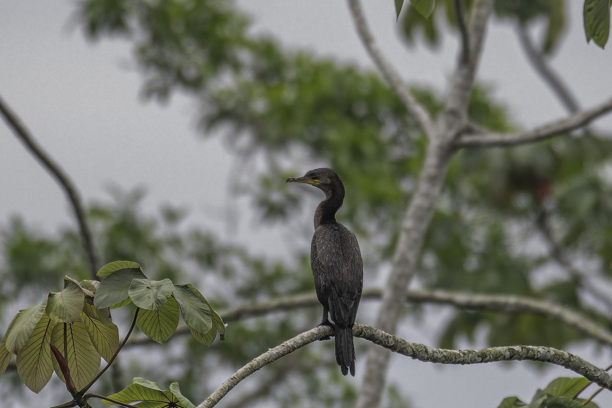 Cormorán Biguá - ML620238696