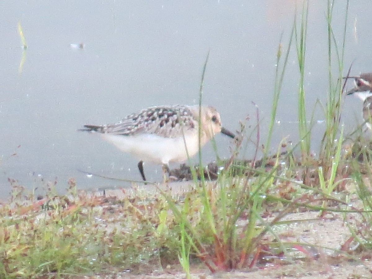 Bécasseau sanderling - ML620238700