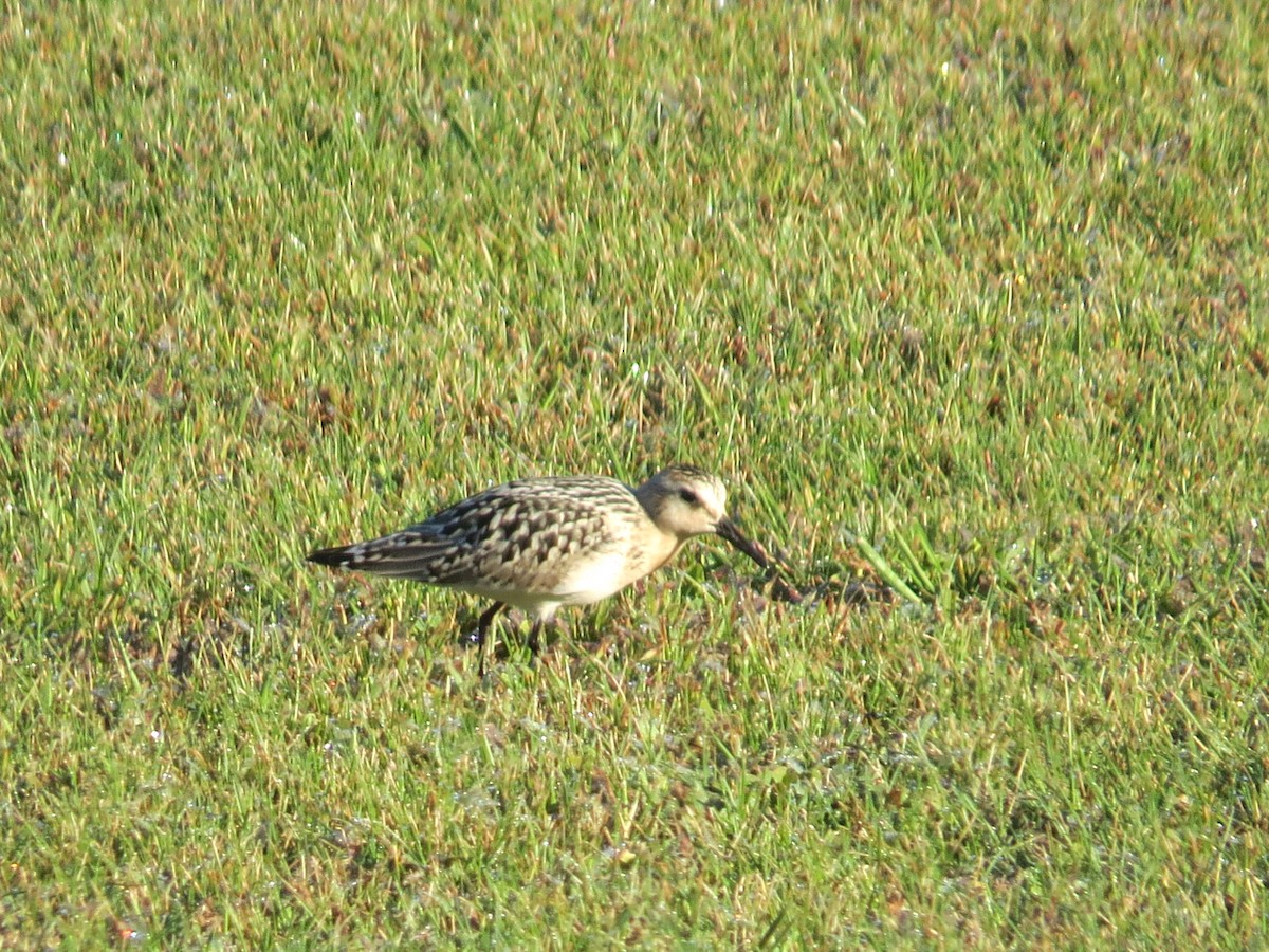 Sanderling - ML620238701