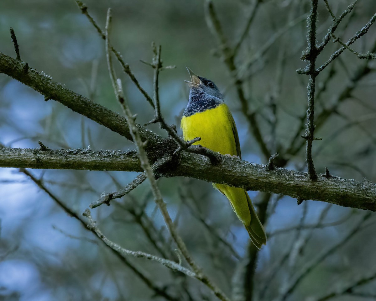 Graukopf-Waldsänger - ML620238702