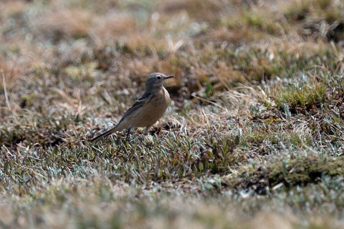 American Pipit - ML620238704