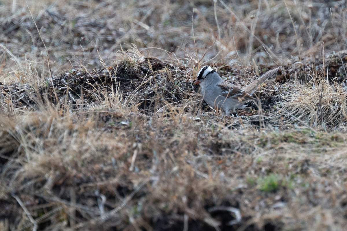 White-crowned Sparrow - ML620238706