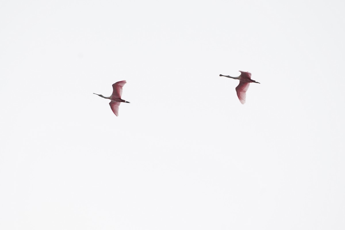 Roseate Spoonbill - ML620238713