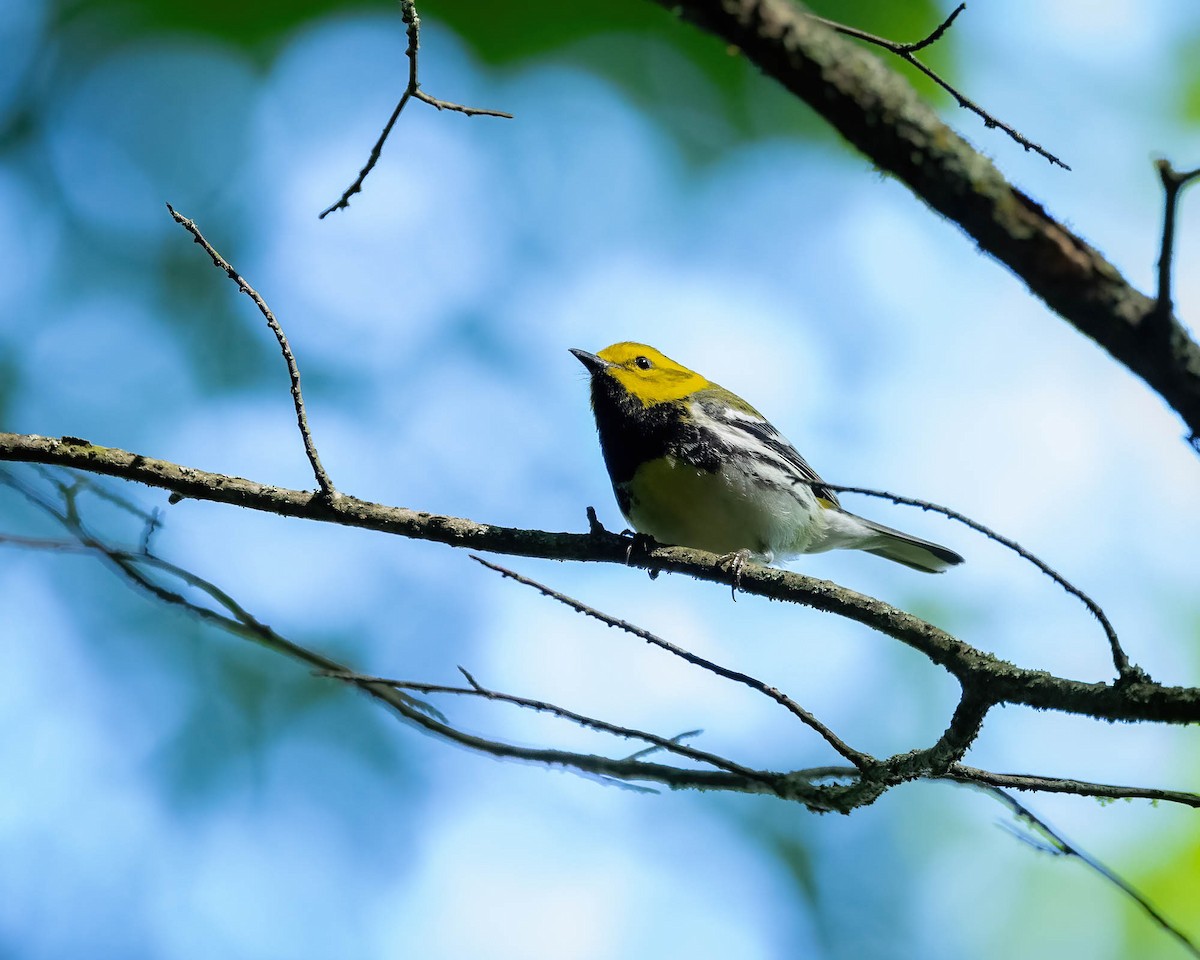 Black-throated Green Warbler - ML620238714