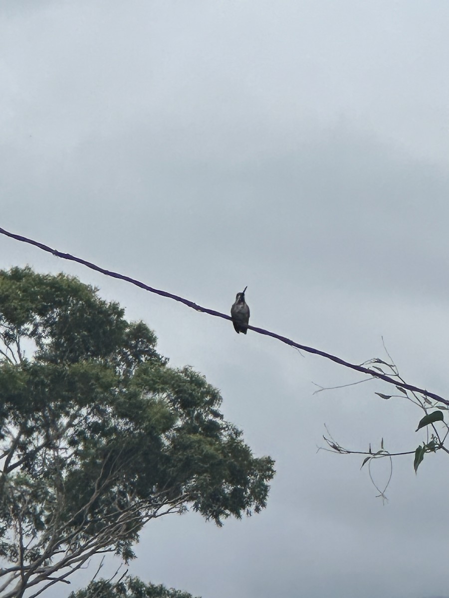 Long-billed Starthroat - ML620238717