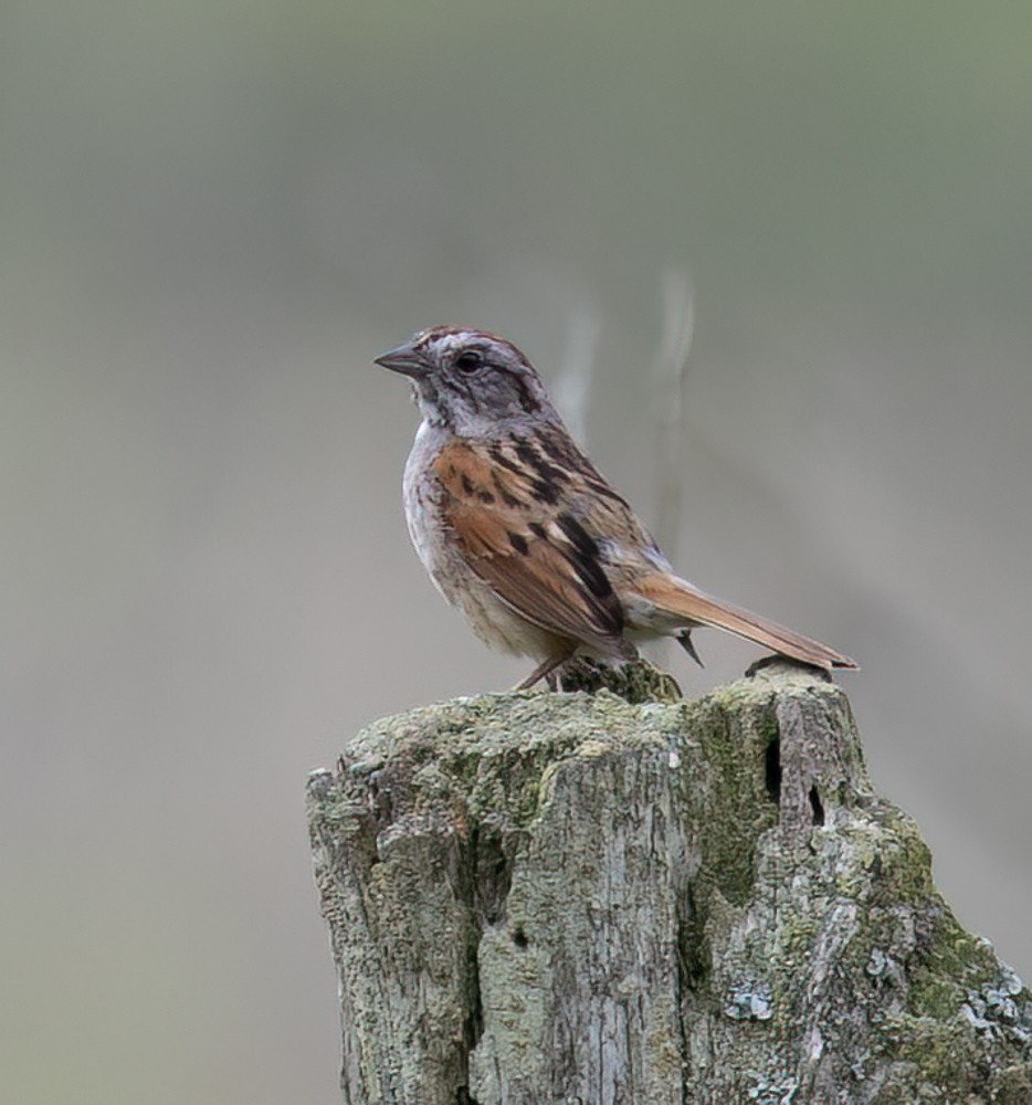 Swamp Sparrow - ML620238719