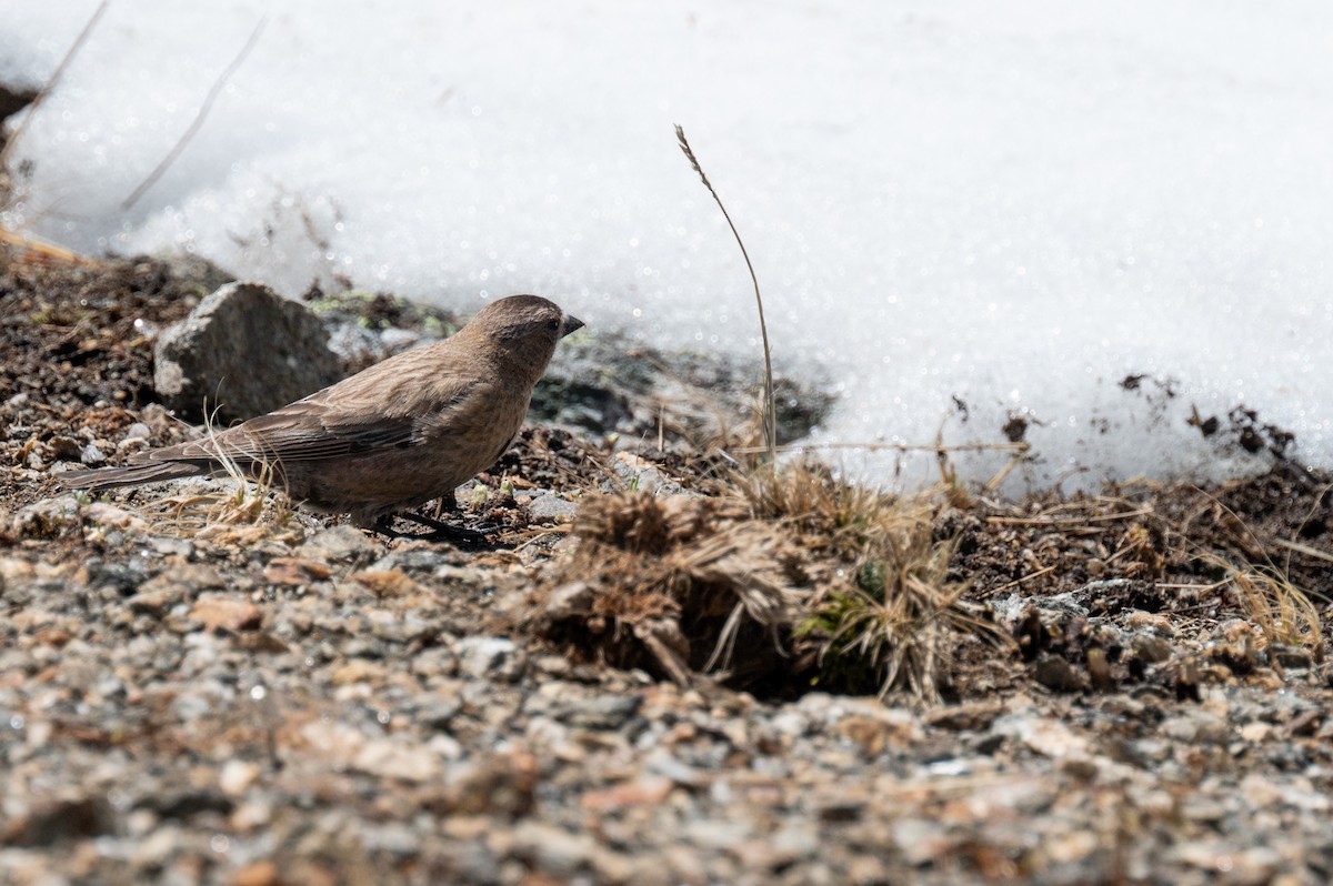 Brown-capped Rosy-Finch - ML620238721