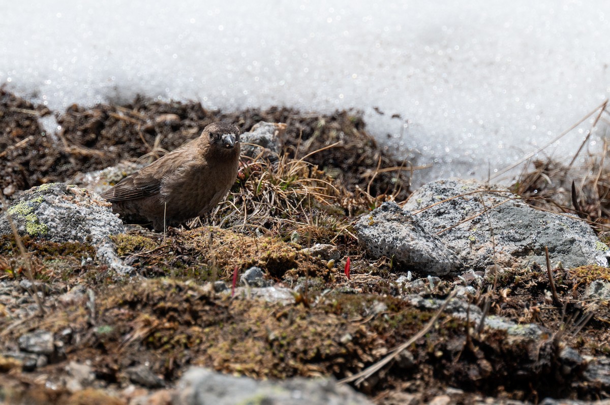 Brown-capped Rosy-Finch - ML620238722