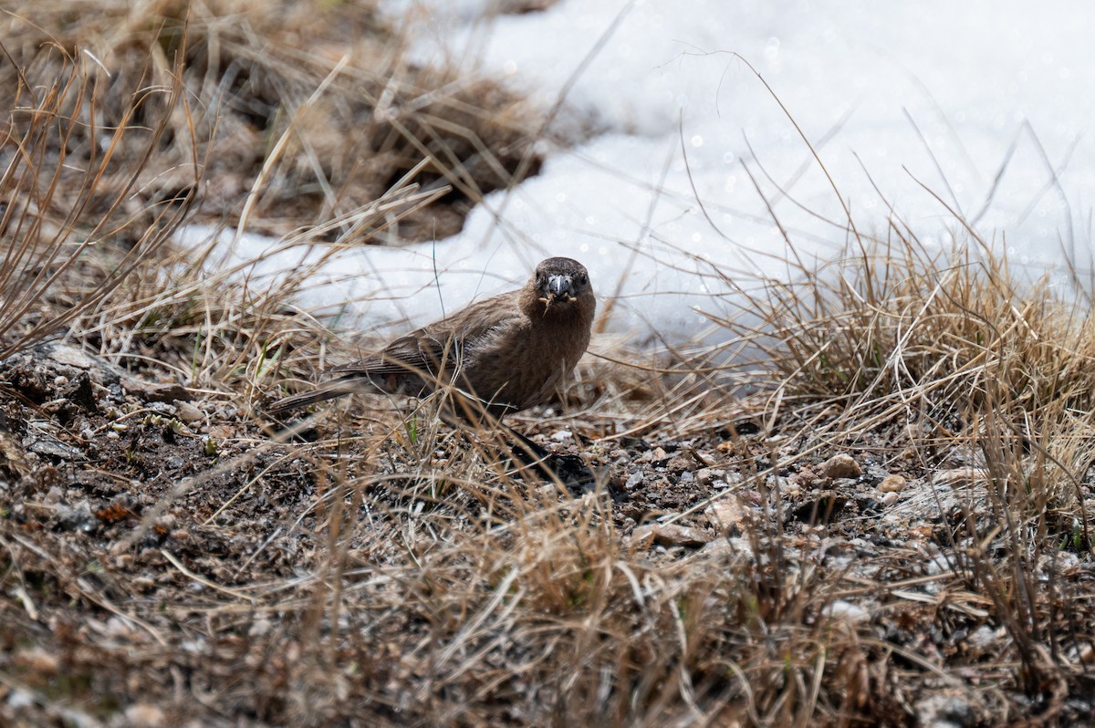 Brown-capped Rosy-Finch - ML620238723