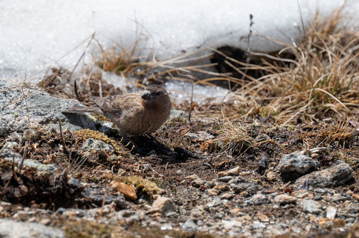 Brown-capped Rosy-Finch - ML620238724