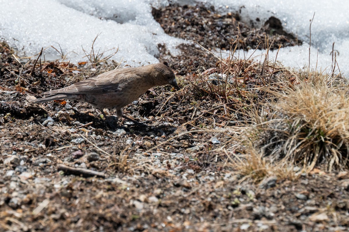 Brown-capped Rosy-Finch - ML620238725