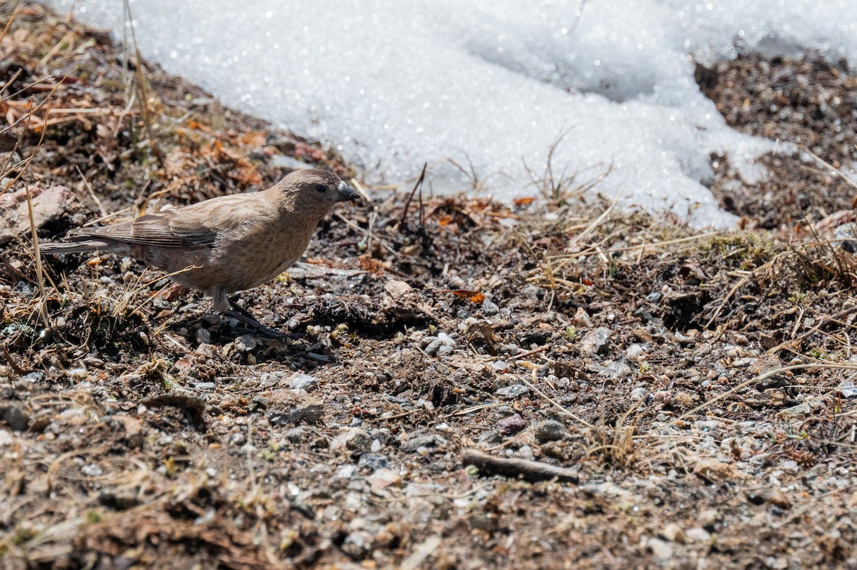 Brown-capped Rosy-Finch - ML620238726