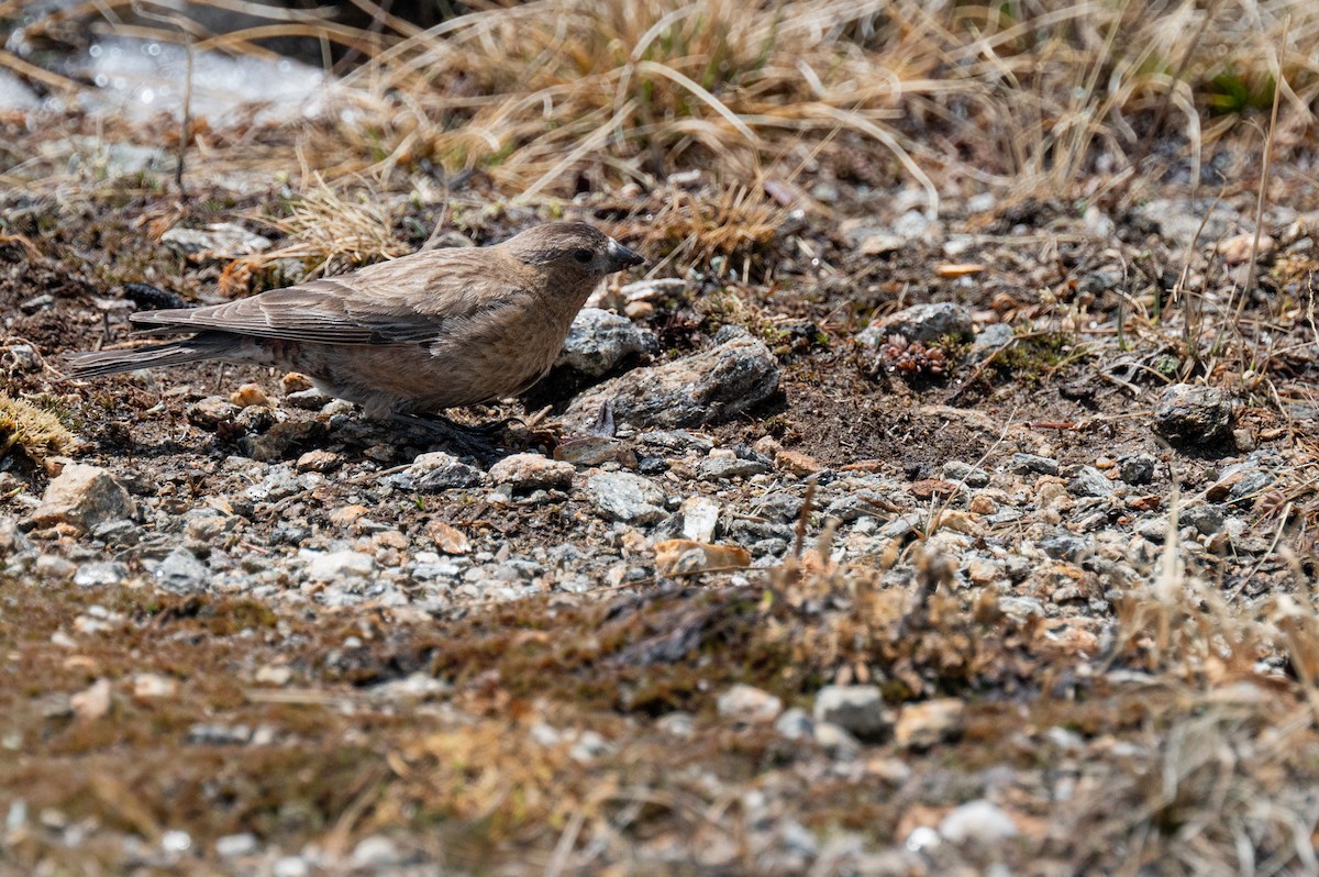 Brown-capped Rosy-Finch - ML620238727