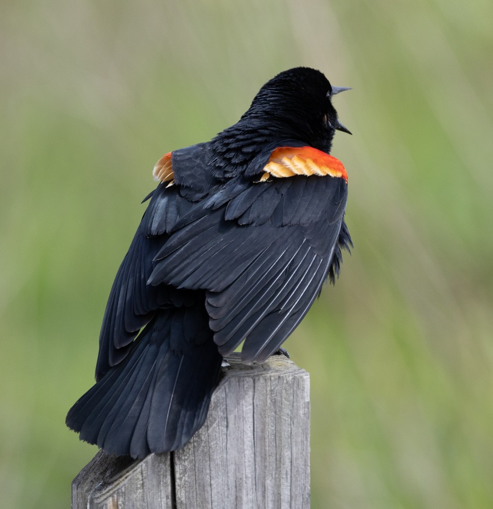 Red-winged Blackbird - ML620238733