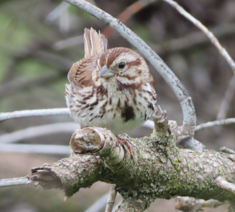 Song Sparrow - ML620238739