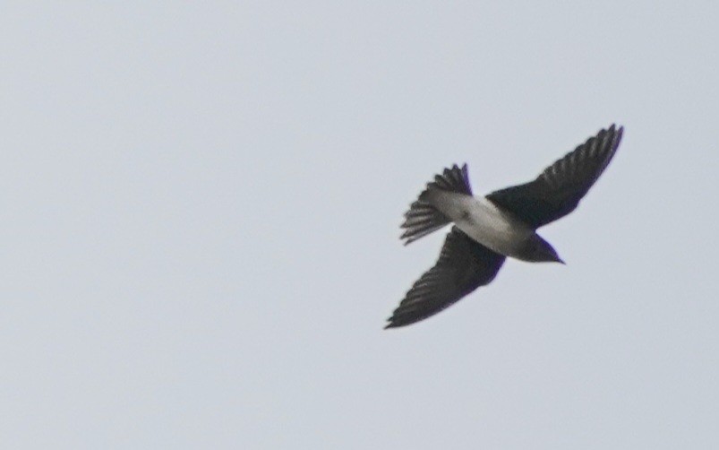 Gray-breasted Martin - ML620238741