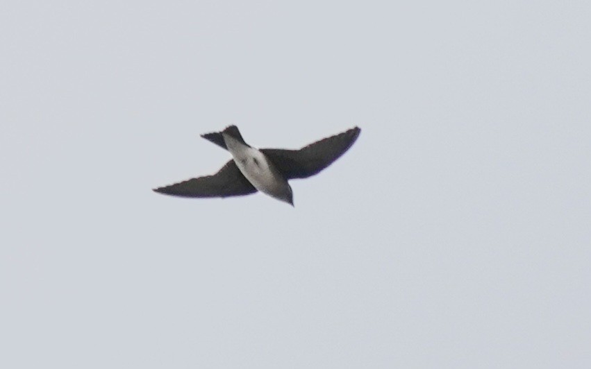 Gray-breasted Martin - ML620238742