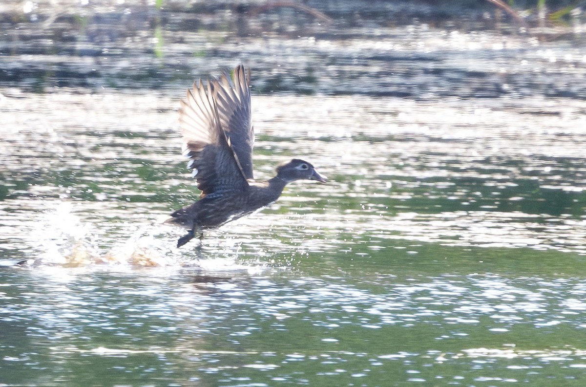 Wood Duck - ML620238744