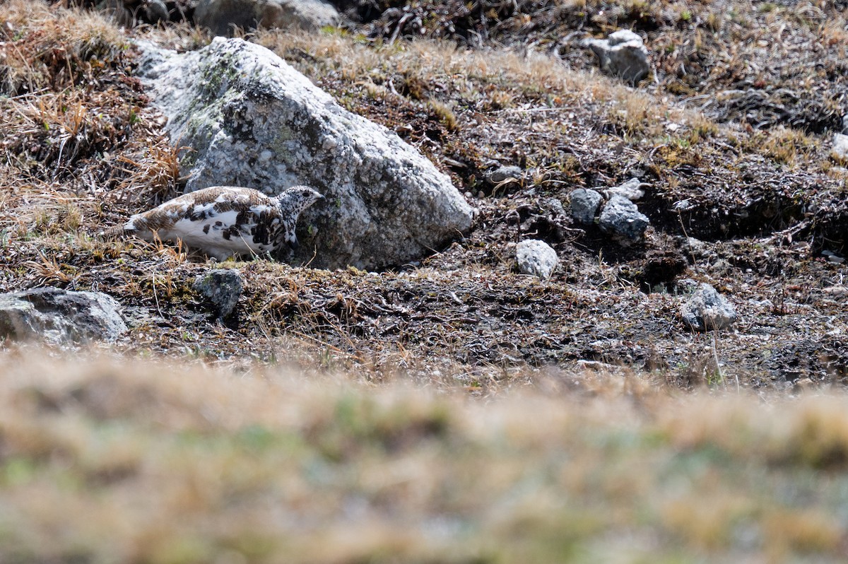 White-tailed Ptarmigan - ML620238749