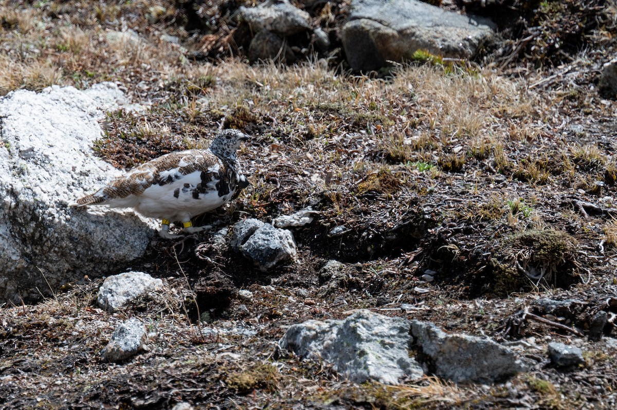 White-tailed Ptarmigan - ML620238750