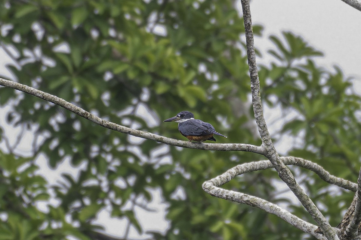 Ringed Kingfisher - ML620238754